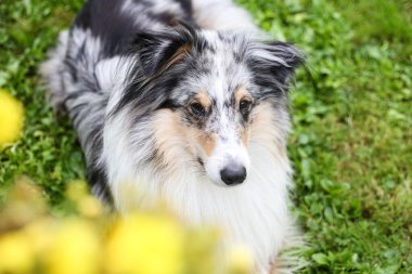 Mavi Merle Shetland Çoban Köpeği sarı çiçeklerin yanında oturuyor. Fotoğraf, sanatsal tarzda çekilmiş. Önplanda çiçekler var. Güzel bir bokeh yaratıyor..