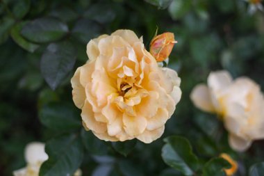 Yeşil arka planlı sarı çiçeklerin güzel yakın plan fotoğrafı. Fotoğraf sıcak ve bulutlu bir yaz gününde çekildi..