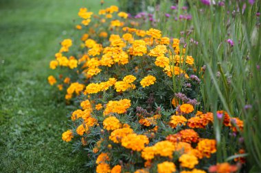 Bahçede çiçek açan küçük sarı dekoratif çiçekler. Fotoğraf bulutlu bir günde çekildi..