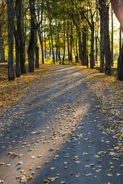 Υπέροχος Ασφαλτοστρωμένος Δρόμος Κοντά Μεγάλα Δέντρα Κίτρινα Πεσμένα Φύλλα Στο — Φωτογραφία Αρχείου