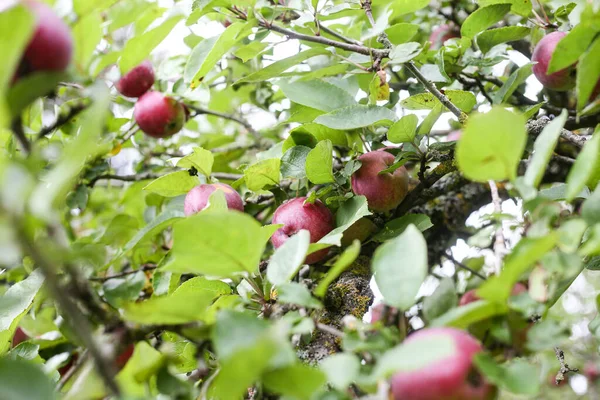 Närbild Detalj Foto Röda Äpplen Hängande Trädet Foto Tagen Varm — Stockfoto