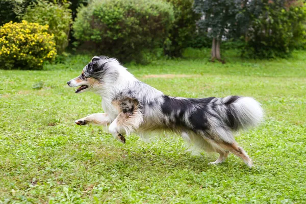 Mavi merle shetland çoban köpeği Sheltie bahçede koşup zıplıyor. Fotoğraf sıcak ve bulutlu bir yaz gününde çekildi..