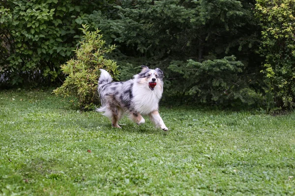 Blue Merle Shetland Τσοπανόσκυλο Τρέχει Γύρω Στον Κήπο Μήλο Στο — Φωτογραφία Αρχείου