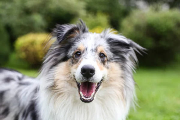 Foto Primo Piano Sorridente Merle Shetland Cane Pastore Blu Foto — Foto Stock