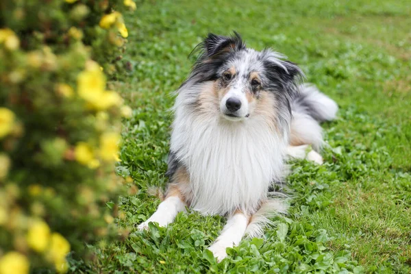 Blue Merle Shetland Sheepdog Sitter Nära Gula Blommande Trädgård Blommor — Stockfoto