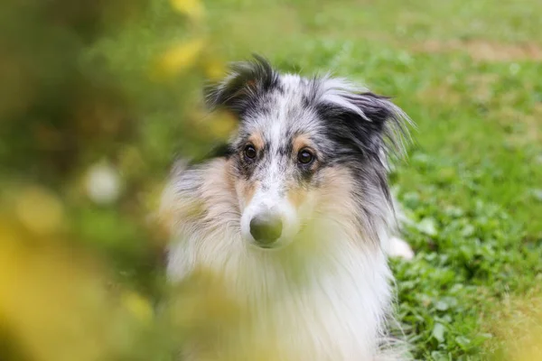 Blue Merle Shetland Sheepdog Sitter Nära Gula Blommande Trädgård Blommor — Stockfoto