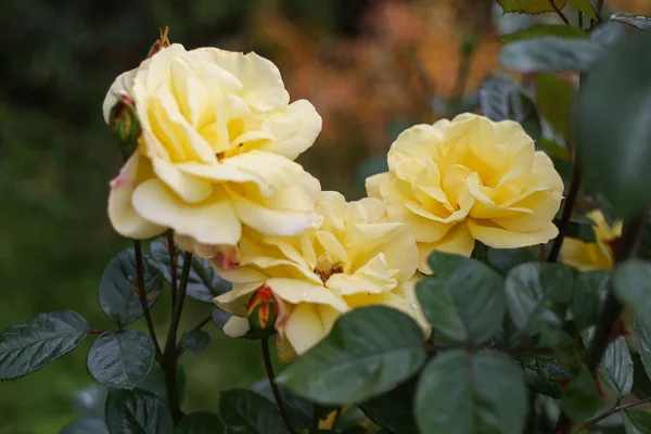 Schöne Nahaufnahme Foto Von Gelb Blühenden Gartenblumen Mit Grünem Hintergrund — Stockfoto