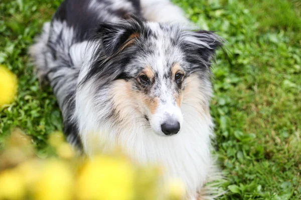 Mavi Merle Shetland Çoban Köpeği sarı çiçeklerin yanında oturuyor. Fotoğraf, sanatsal tarzda çekilmiş. Önplanda çiçekler var. Güzel bir bokeh yaratıyor..