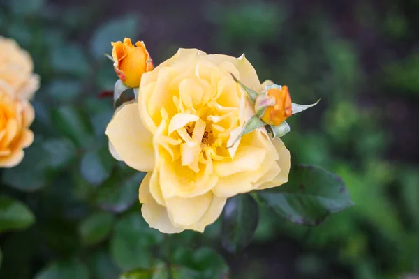 Preciosa Foto Cerca Flores Jardín Flor Amarilla Con Fondo Verde —  Fotos de Stock