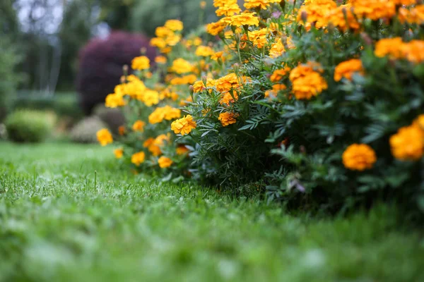 Bahçede çiçek açan küçük sarı dekoratif çiçekler. Fotoğraf bulutlu bir günde çekildi..