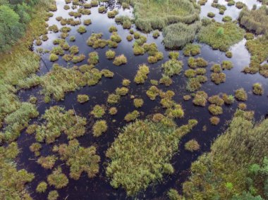 Yeşil kırsal ormanın ortasındaki bataklık bölgesinin insansız hava aracı görüntüsü. Fotoğraf bulutlu bir yaz gününde bulutlu bir gökyüzü ile çekildi..