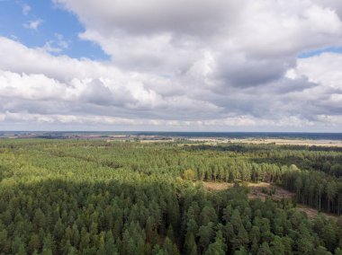 Areal drone kuşları çam ağaçlarına ve bulutlu gökyüzüne bakar. Fotoğraf, sıcak bir sonbahar gününde çekildi..