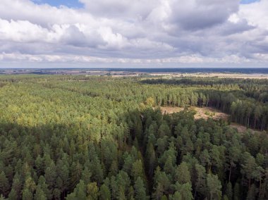 Areal drone kuşları çam ağaçlarına ve bulutlu gökyüzüne bakar. Fotoğraf, sıcak bir sonbahar gününde çekildi..