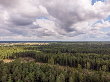 Areal drone kuşları çam ağaçlarına ve bulutlu gökyüzüne bakar. Fotoğraf, sıcak bir sonbahar gününde çekildi..