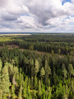 Güzel bir kırsal ormanın insansız hava aracı görüntüsü. Fotoğraf bulutlu bir yaz gününde çekildi..