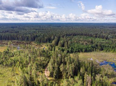 Küçük kıvrımlı orman yolunun doğal manzarası. Fotoğraf sıcak ve bulutlu bir yaz gününde çekildi..