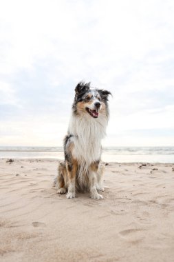 Güzel mavi merle shetland çoban köpeği Baltık Denizi 'nin güzel manzarasının önünde oturuyor. Fotoğraf sıcak, bulutlu bir sonbahar gününde çekildi..