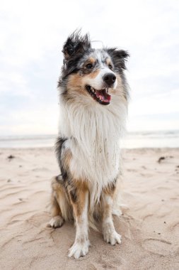 Güzel mavi merle shetland çoban köpeği Baltık Denizi 'nin güzel manzarasının önünde oturuyor. Fotoğraf sıcak, bulutlu bir sonbahar gününde çekildi..