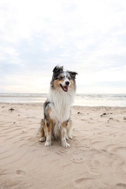 Güzel mavi merle shetland çoban köpeği Baltık Denizi 'nin güzel manzarasının önünde oturuyor. Fotoğraf sıcak, bulutlu bir sonbahar gününde çekildi..