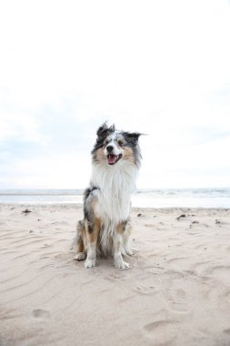 Güzel mavi merle shetland çoban köpeği Baltık Denizi 'nin güzel manzarasının önünde oturuyor. Fotoğraf sıcak, bulutlu bir sonbahar gününde çekildi..