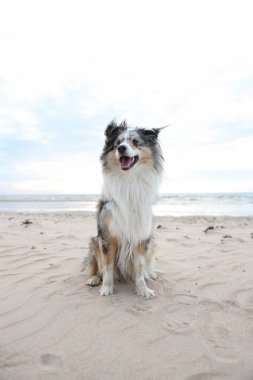 Güzel mavi merle shetland çoban köpeği Baltık Denizi 'nin güzel manzarasının önünde oturuyor. Fotoğraf sıcak, bulutlu bir sonbahar gününde çekildi..