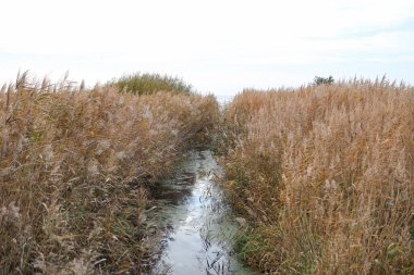 Büyük deniz otlarının yanındaki küçük kırsal nehir. Fotoğraf sıcak ve bulutlu bir yaz gününde çekildi..