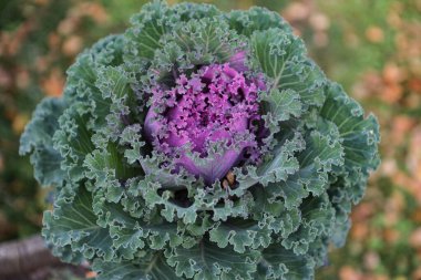İlginç yeşil ve mor renkleri olan eşsiz bir bahçe çiçeği. Fotoğraf bulutlu bir günde çekildi..