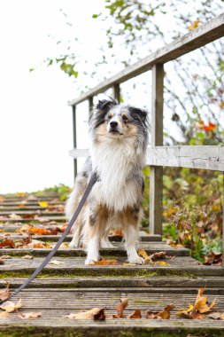 Mavi merle shetland çoban köpeği ahşap bir yolda duruyor. Fotoğraf, sıcak bir sonbahar gününün Kasım ayında çekildi..