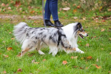 Mavi merle shetland çoban köpeği arka planda insanların yanında parkta yürüyor. Fotoğraf, sıcak bir bulutlu günde çekildi..