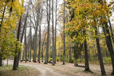 Orman yolunun yakınındaki sarı ağaçların doğal sonbahar manzarası. Fotoğraf sıcak ve bulutlu bir yaz gününde çekildi..