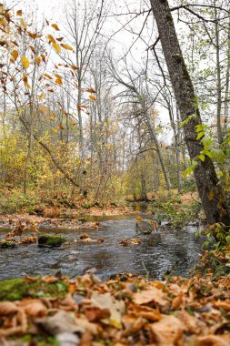 Sonbaharda ormanın içinden akan küçük nehrin güzel doğal sonbahar manzarası. Fotoğraf sıcak ve bulutlu bir yaz gününde çekildi..