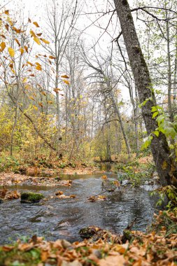 Sonbaharda ormanın içinden akan küçük nehrin güzel doğal sonbahar manzarası. Fotoğraf sıcak ve bulutlu bir yaz gününde çekildi..