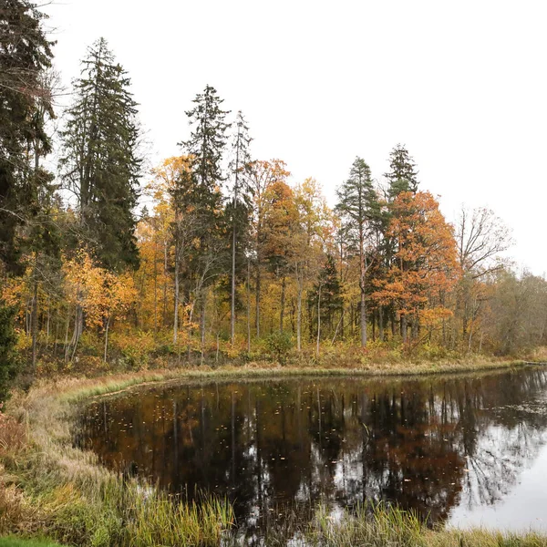 Landsbygdsutsikt Över Små Dammar Och Skogsträd Nära Vatten Slutet Hösten — Stockfoto