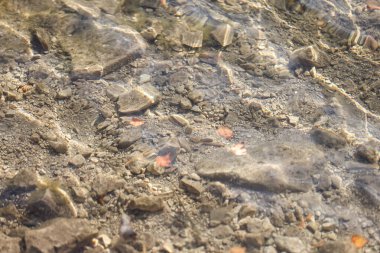 Beautiful clear water with small rocks on the bottom. Photo taken on a warm sunny autumn day.