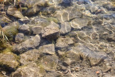 Beautiful clear water with small rocks on the bottom. Photo taken on a warm sunny autumn day.