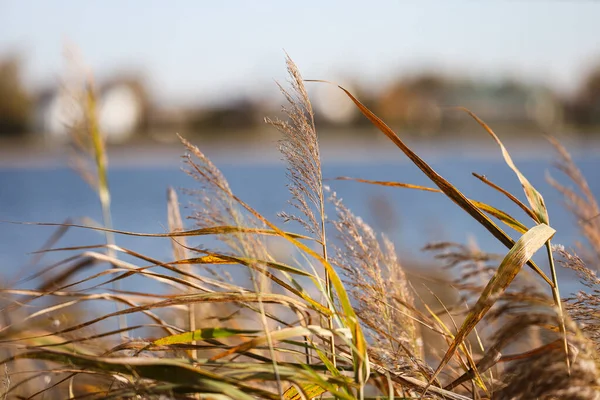 Foto Natural Cerca Pastos Marinos Creciendo Cerca Del Lago Foto — Foto de Stock