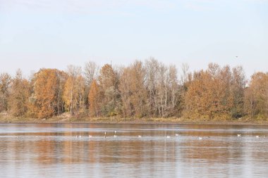 Beautiful nature landscape view with river and autumn trees. Photo taken on a warm autumn day.