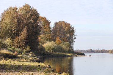 Beautiful natural landscape of trees near river. Photo taken on a warm sunny, autumn day.