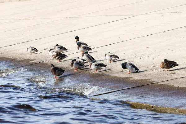 一群鸭子站在河边的水泥块上 照片拍摄于一个阳光灿烂的秋日 — 图库照片