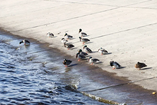一群鸭子站在河边的水泥块上 照片拍摄于一个阳光灿烂的秋日 — 图库照片