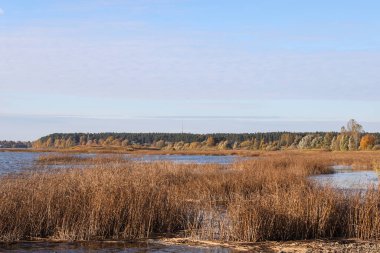 Lake view with seagrass and forest in background. Photo taken on a warm autumn day.