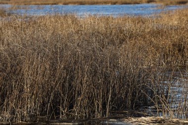Lake view with seagrass and forest in background. Photo taken on a warm autumn day.