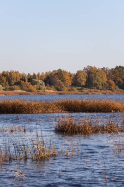 River landscape view with trees and sea grass in autumn colors. Photo taken on a lovely daylight autumn day - october.
