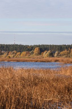 River landscape view with trees and sea grass in autumn colors. Photo taken on a lovely daylight autumn day - october.