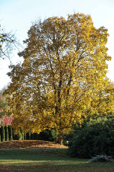 Прекрасне Осіннє Дерево Жовтим Листям Фото Зроблене Теплий Осінній День — стокове фото