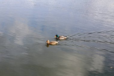Küçük, sevimli ördekler ormanın yakınındaki küçük gölette yüzüyorlar ve orman yolunda yürüyorlar. Fotoğraf güzel bir bulutlu Ekim sonbahar gününde çekildi..