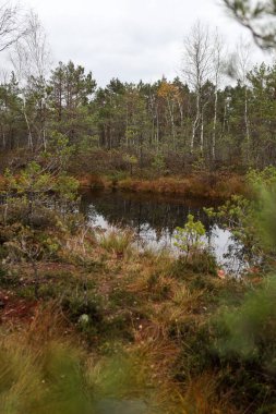 Suyu ve sazları olan bataklık manzarası. Fotoğraf bulutlu bir sonbahar gününde çekildi..