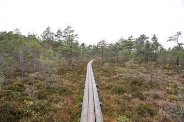 Doğa ormanı bataklıkta yürüyüş parkuru. Fotoğraf bulutlu bir yaz gününde çekildi..
