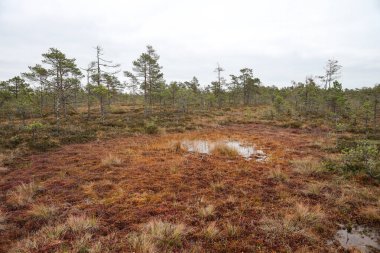 Bataklık ormanı çam ağaçlarının doğa manzarası. Fotoğraf sıcak, bulutlu bir sonbahar gününde çekildi..