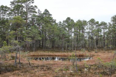 Eski ormanın ortasındaki bataklığın güzel doğa manzarası. Fotoğraf sıcak, bulutlu bir sonbahar gününde çekildi..